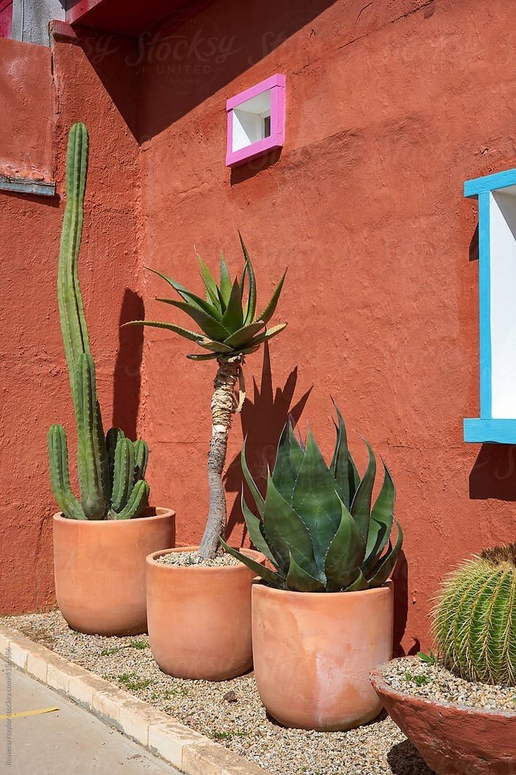 three potted plants in front of a red wall