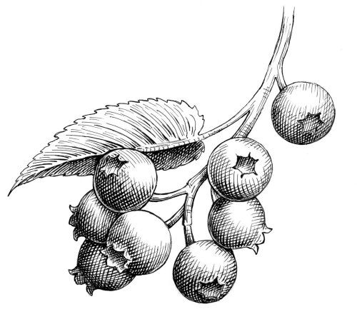 an ink drawing of berries with leaves