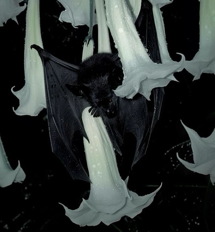 a bat hanging upside down in the air with white flowers around it and water droplets on its wings