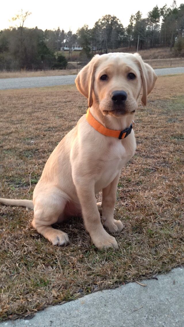 a yellow lab puppy sitting in the grass