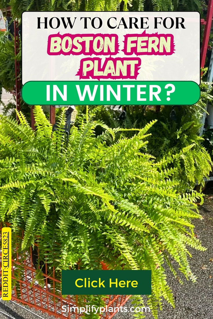 a plant with the words how to care for boston fern plant in winter? click here