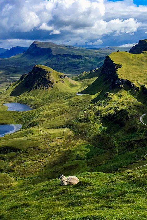 sheep grazing on the side of a green mountain