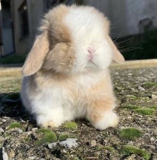 a small rabbit is sitting on the ground