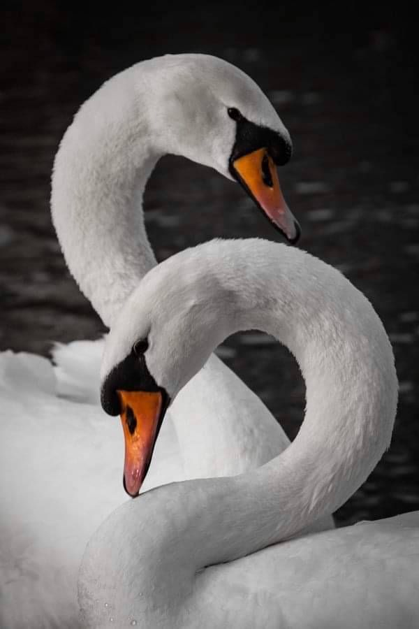 two white swans sitting next to each other