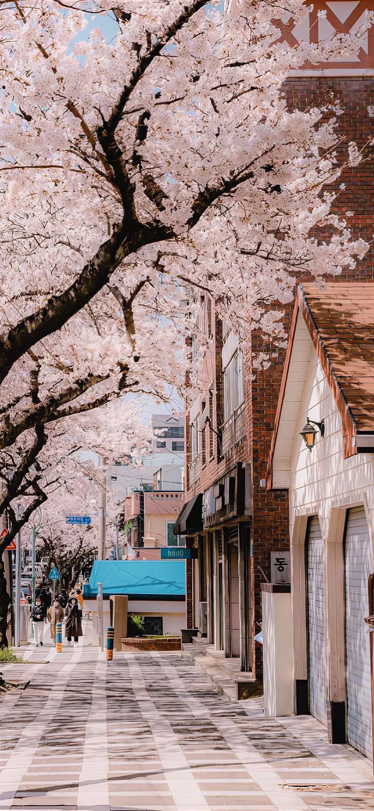 a street lined with cherry blossom trees on both sides