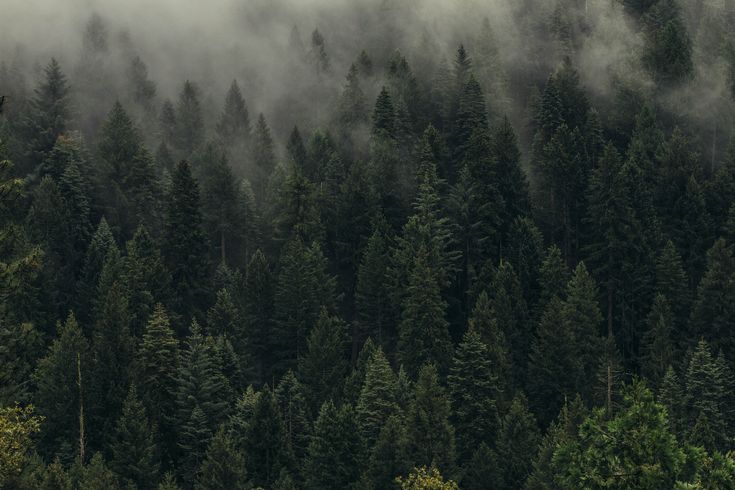 the forest is covered in fog and low lying clouds