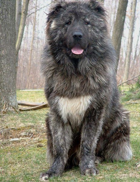 a large black dog sitting in the grass