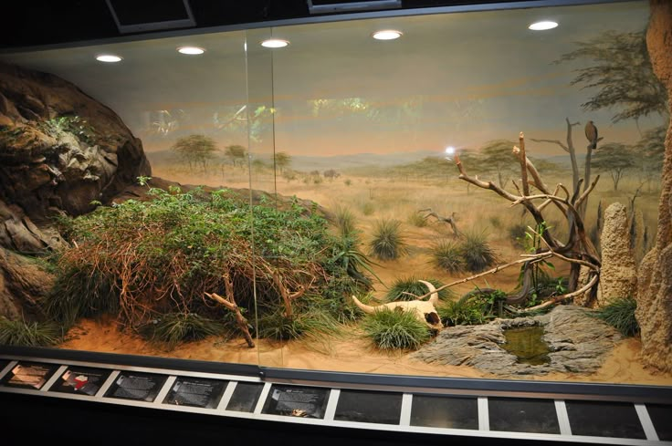 a display case with an image of animals in the wild on it's side