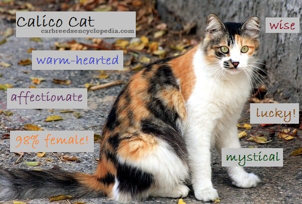 a calico cat sitting on the ground with its name tags in front of it