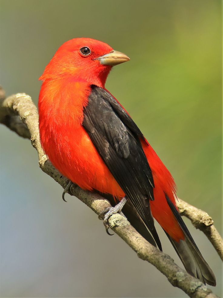 a red and black bird sitting on top of a tree branch