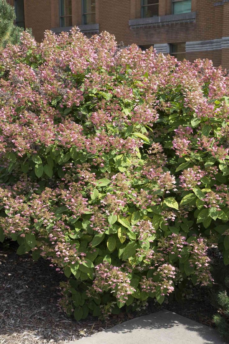 purple flowers are blooming in front of a brick building