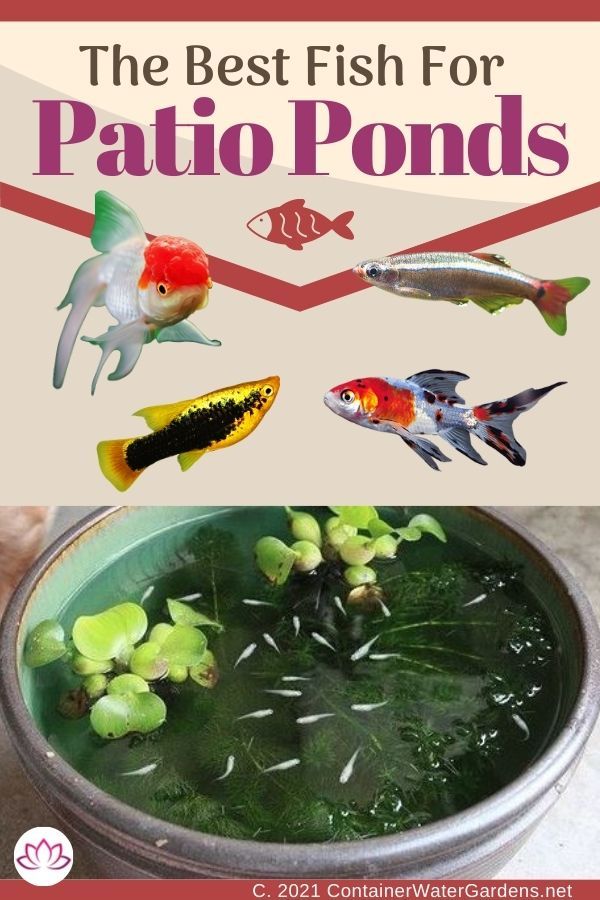 the best fish for patio ponds is in a bowl with green plants and goldfish