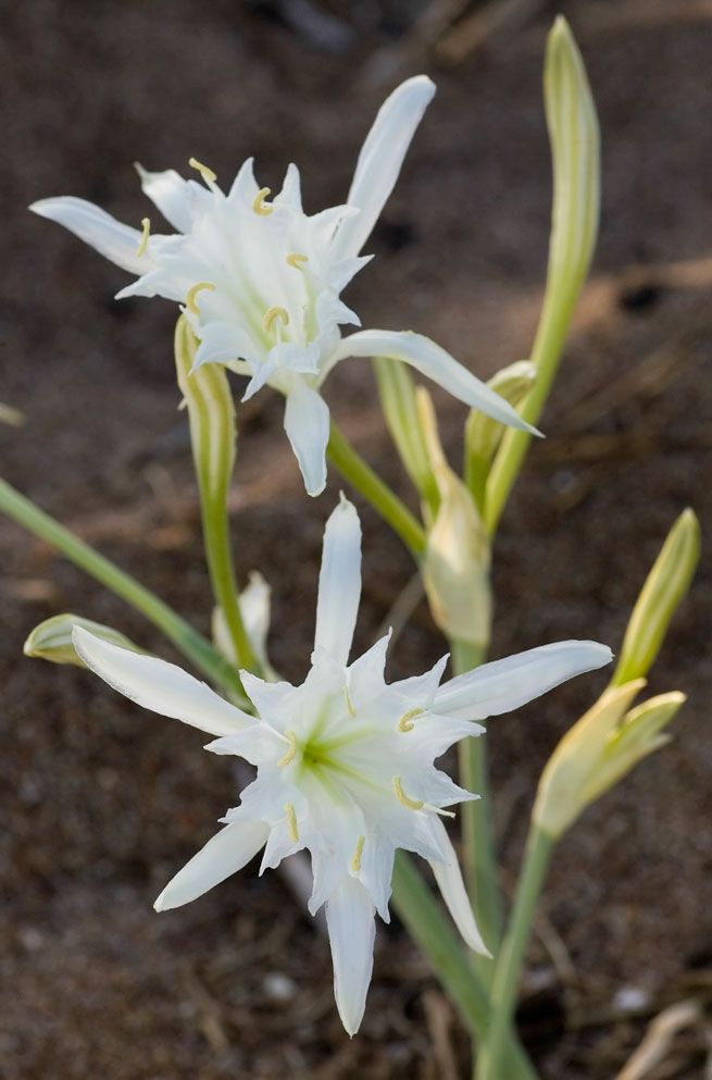 some white flowers are growing in the dirt