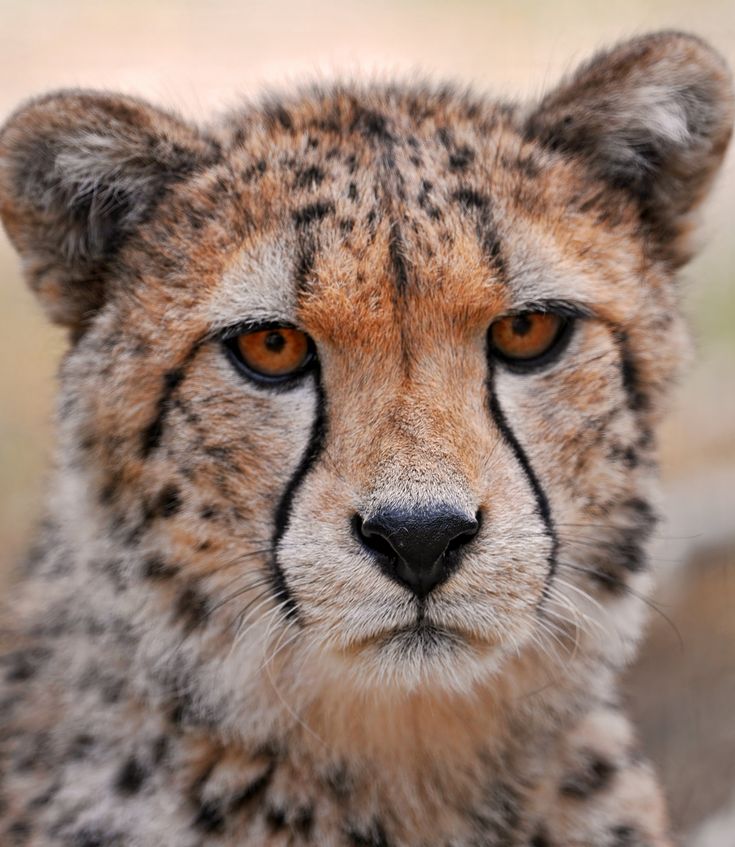 a cheetah is staring at the camera