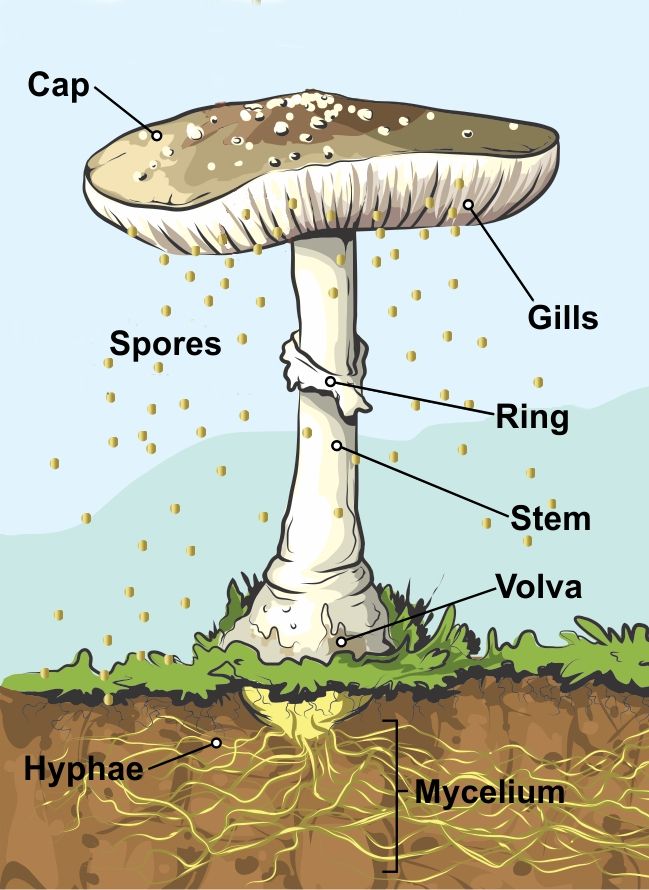 an image of a mushroom with labeled parts