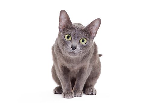 a gray cat with green eyes sitting down looking at the camera on a white background