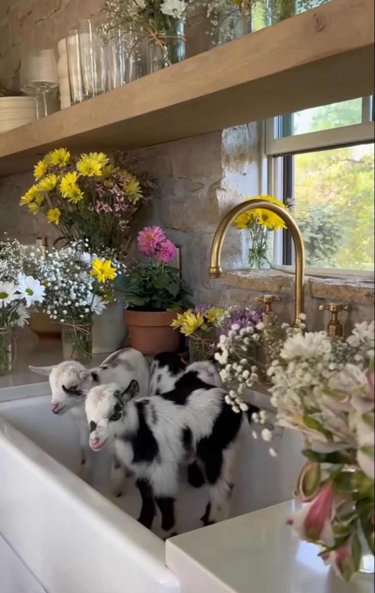 two black and white goats standing in a kitchen sink with flowers on the counter top