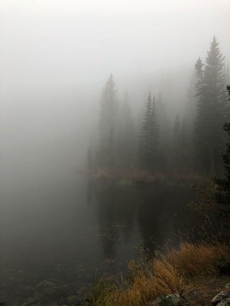 a foggy lake surrounded by tall pine trees