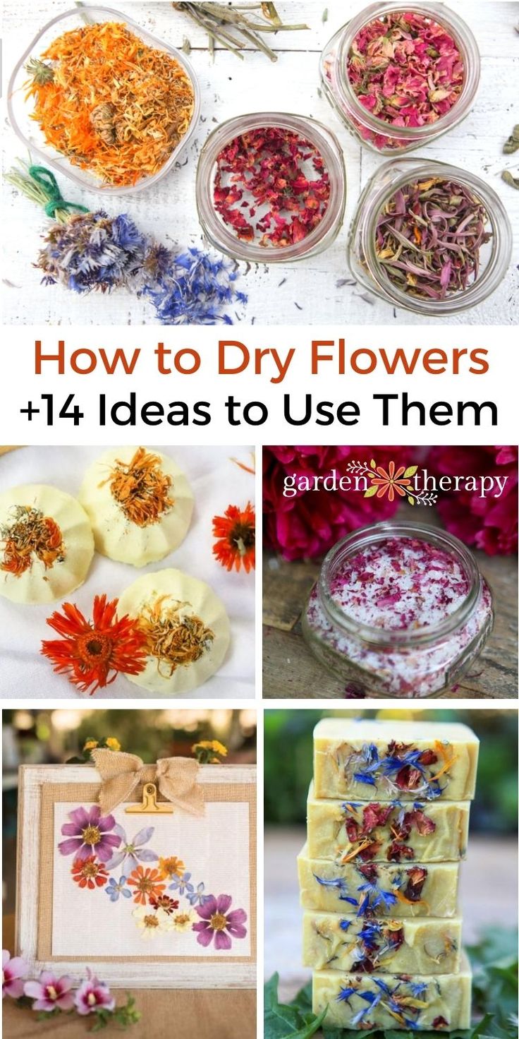 How To Dry Flowers, Dried Flowers Crafts, Pressed Flowers Diy, Dried Flower Petals, Dried Flowers Diy, Flower Pedals, Garden Therapy, Pressed Flower Crafts, Rare Seeds