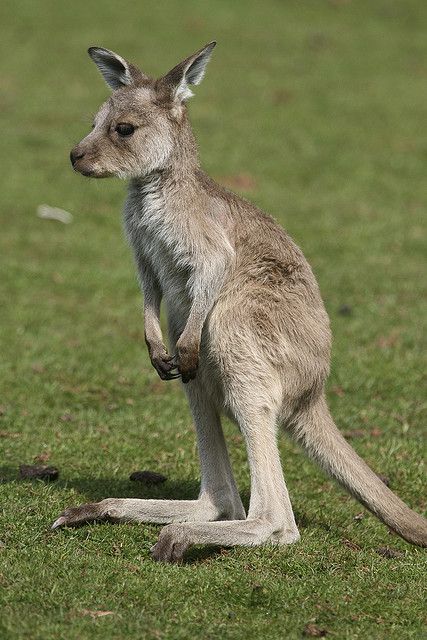 a kangaroo standing on its hind legs in the grass