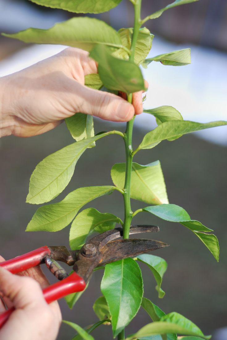 Meyer Lemon Tree Potted, Prune Lemon Tree, Meyer Lemon Tree Care, Lemon Tree In A Pot, Lemon Tree Potted, Indoor Lemon Tree, Lemon Tree From Seed, Growing Lemon Trees, Tree In A Pot