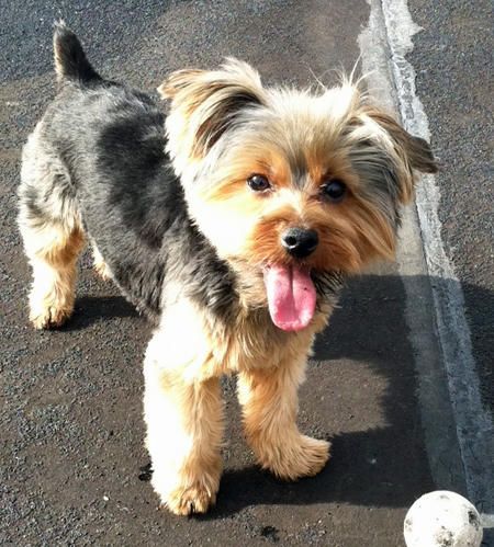 a small dog standing next to a white ball on the ground with it's tongue hanging out