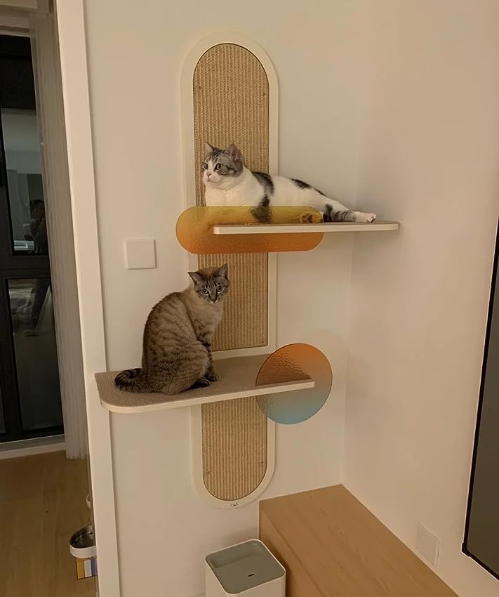 two cats sitting on top of shelves in a room