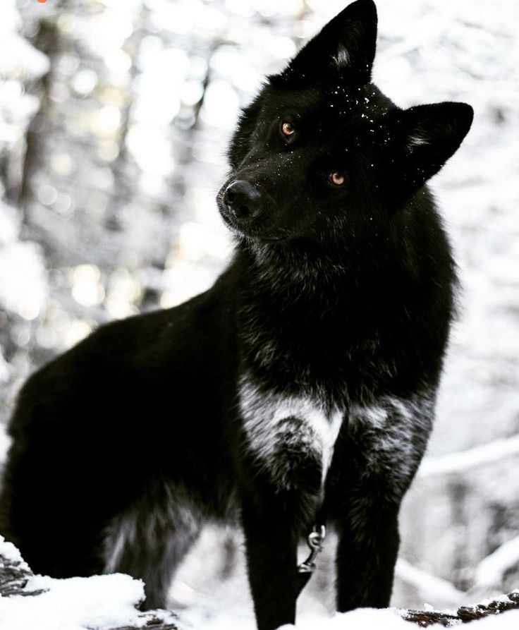 a black dog standing in the snow with trees behind it and text that reads, what do you think?