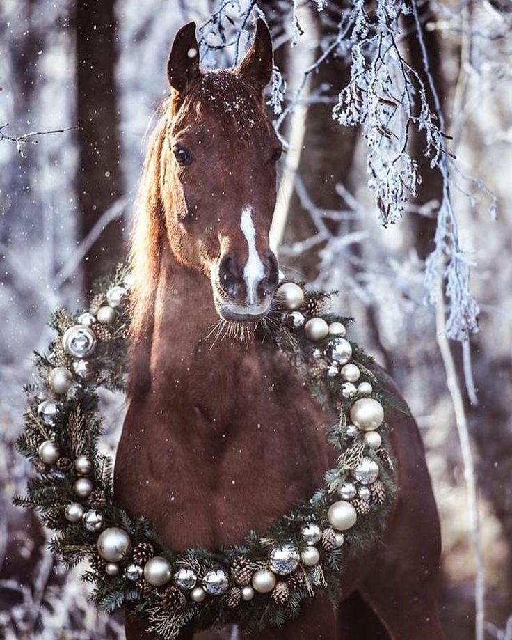 a brown horse wearing a christmas wreath around its neck in the snow with trees behind it