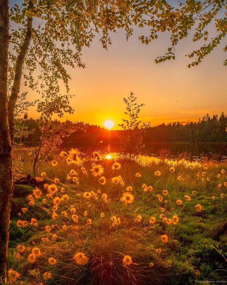 the sun is setting over a field with wildflowers and trees in the foreground