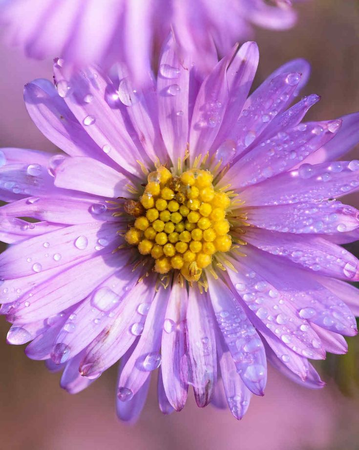 a purple flower with water droplets on it