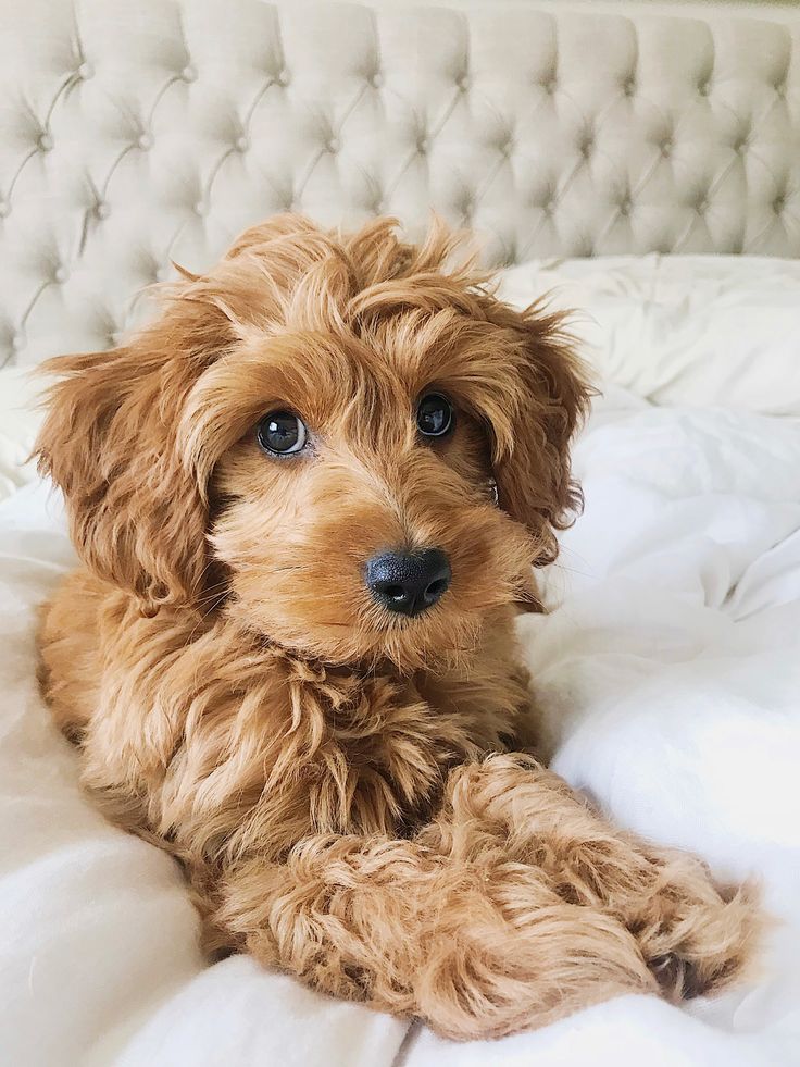 a small brown dog laying on top of a white bed next to a headboard