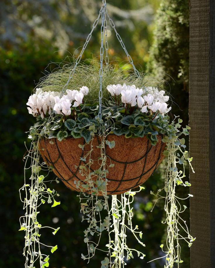 a hanging planter filled with white flowers and greenery