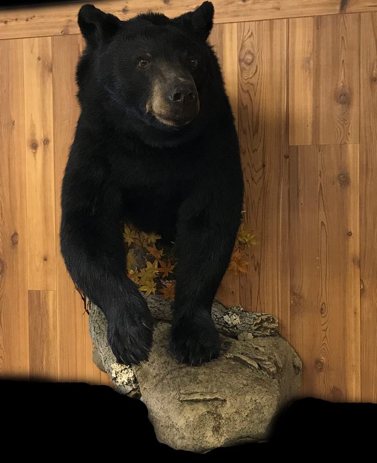 a large black bear standing on top of a rock in front of a wooden wall