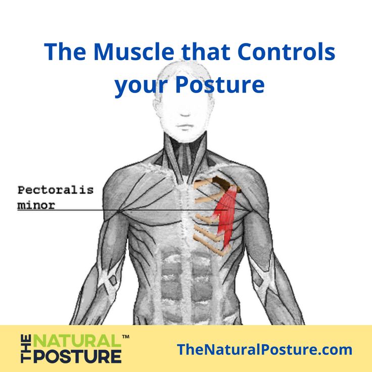 the muscle that controls your posture is shown in this graphic above it's description