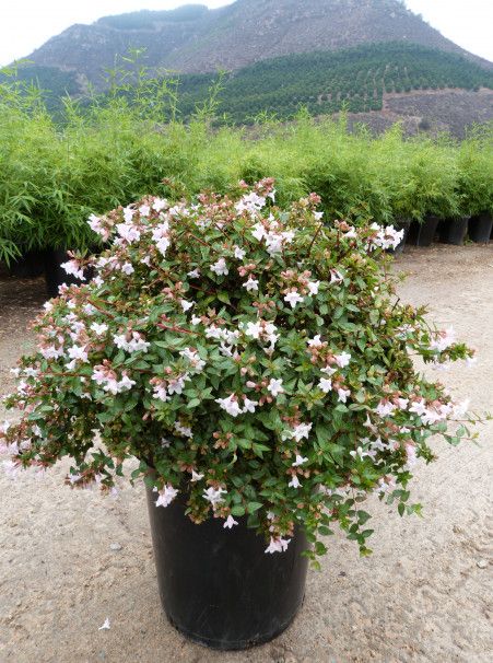 a potted plant with white and pink flowers in front of a mountain side area