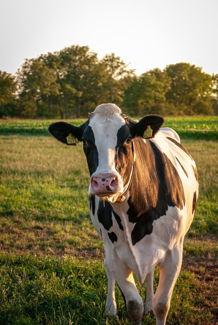 a black and white cow standing on top of a lush green field