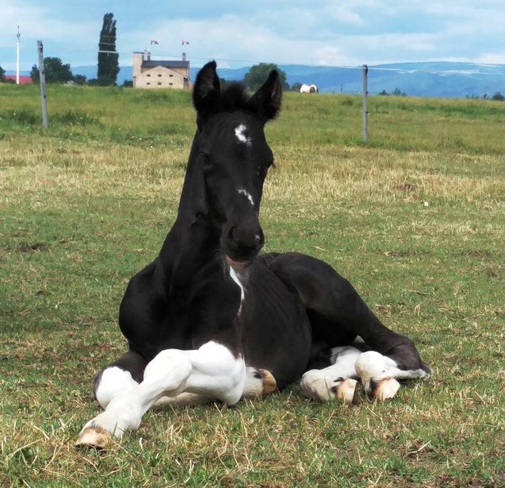 a black and white horse laying on top of a lush green field