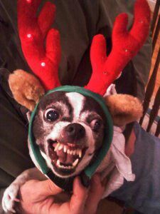 a small dog wearing reindeer antlers on it's head while being held by someone