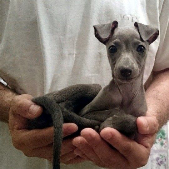 a person holding a small gray dog in their hands and looking up at the camera