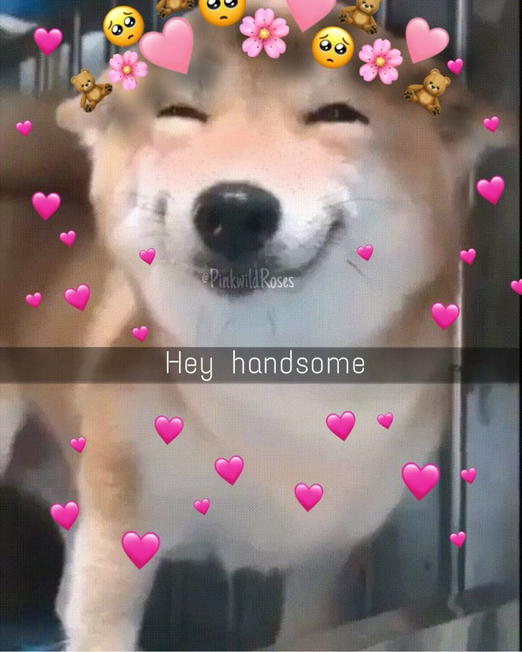 a dog with hearts on its head and the words hey handsome written in pink letters