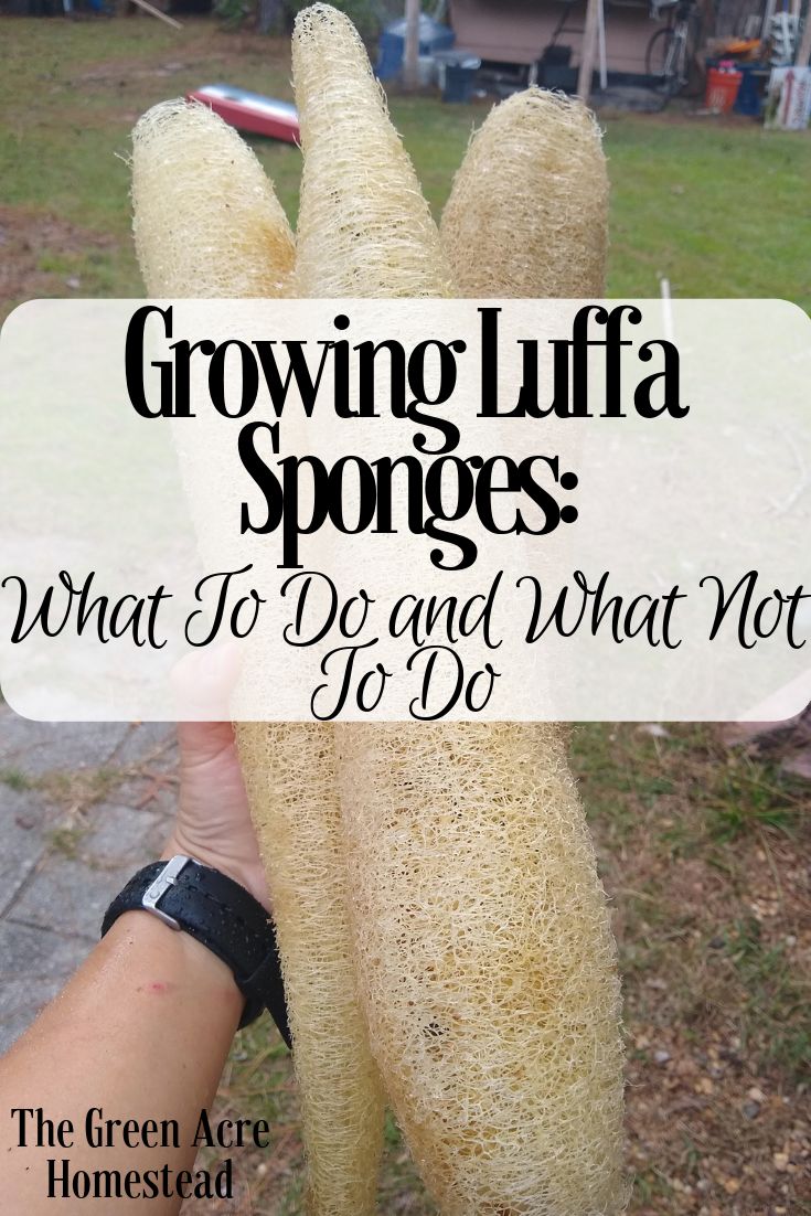 a person holding up two long plantains with the words growing luffa sponges what to do and what not to do