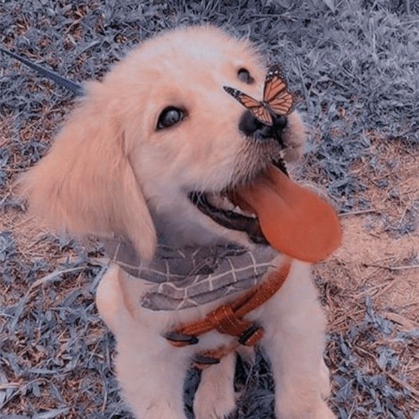 a dog with a frisbee in its mouth sitting on the ground next to grass