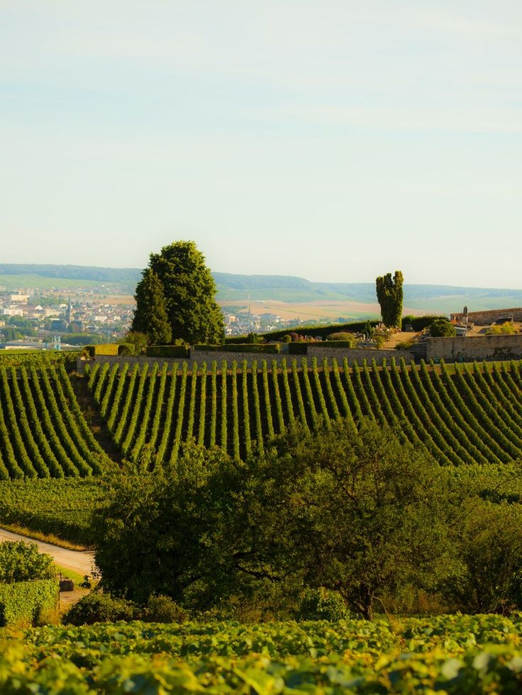 rows of vines in the foreground, with trees and buildings in the background on a sunny day