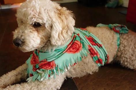 a white dog wearing a blue and red dress on top of a wooden floor in front of a fire place