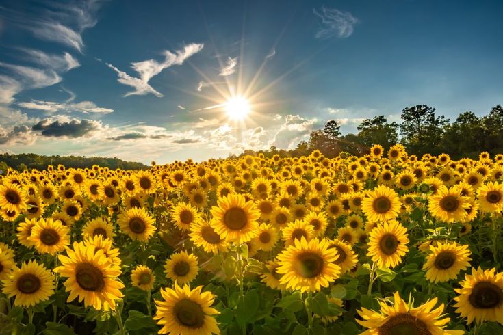 the sun shines brightly over a large field of sunflowers