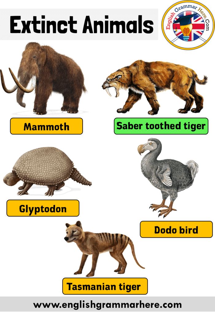 an animal poster with different types of animals