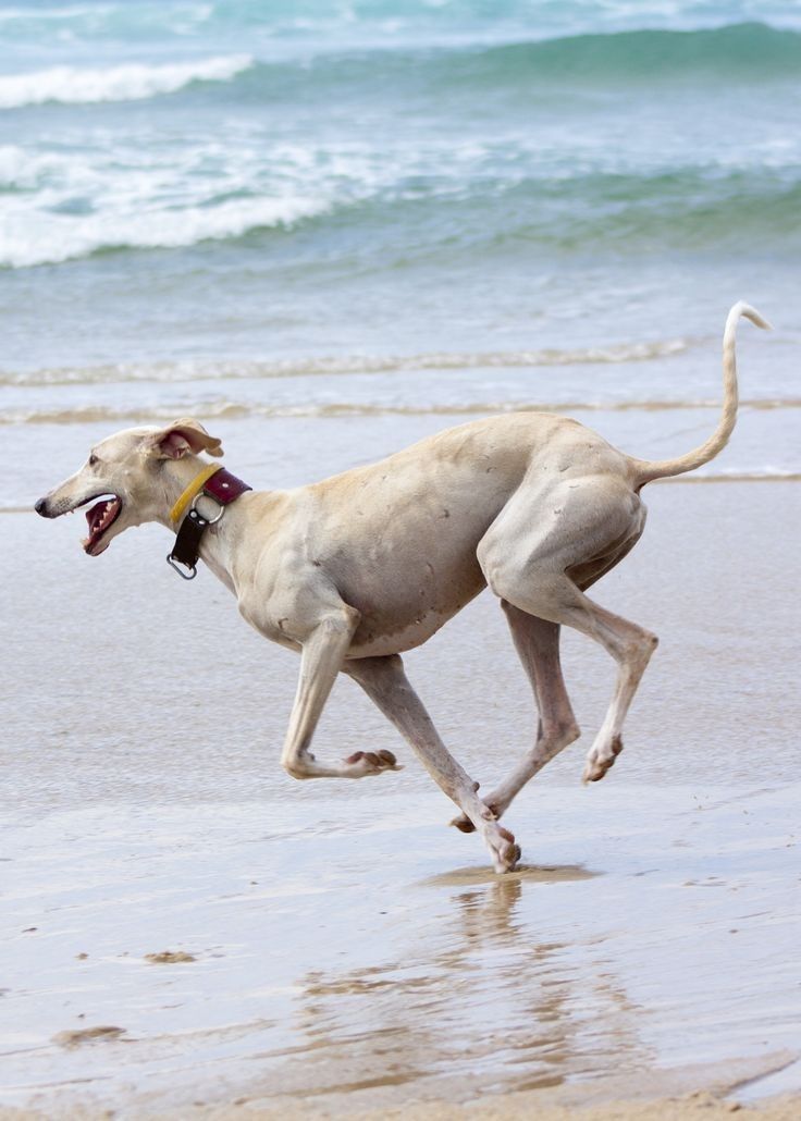 a white dog running on the beach with its mouth open and tongue out to catch a frisbee in it's mouth