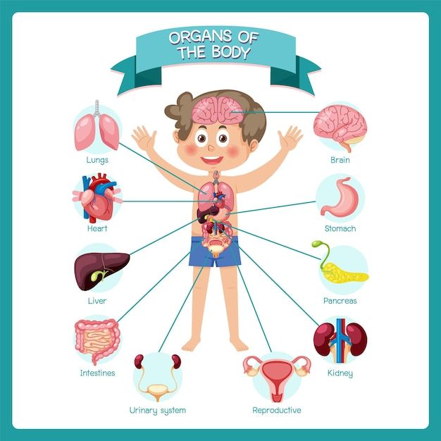 the organs of the body are labeled in this diagram, and there is also an image of