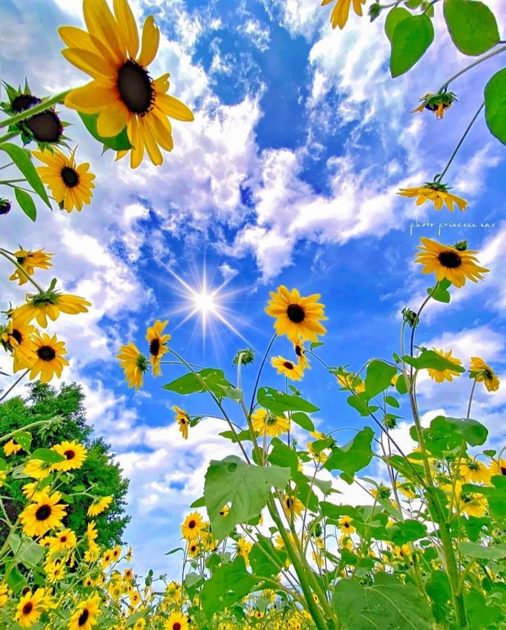 sunflowers and blue sky with white clouds in the background, taken from ground level